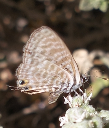 Lang's Short-tailed Blue