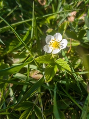 Fragaria viridis