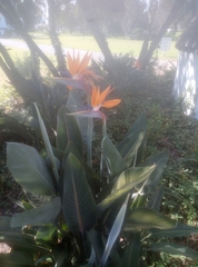Strelitzia reginae