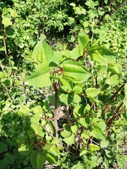 Reynoutria