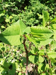 Reynoutria