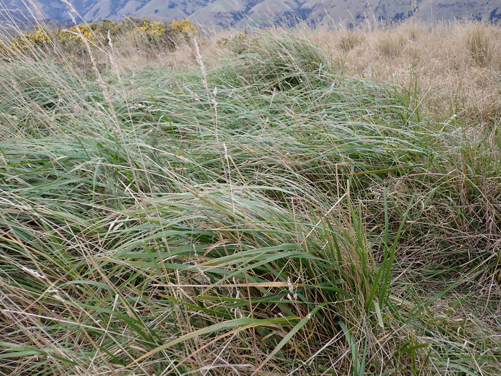 Anthoxanthum redolens; photograph (c) Liadan Dickie, some rights reserved (CC BY)