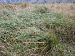 Anthoxanthum redolens
