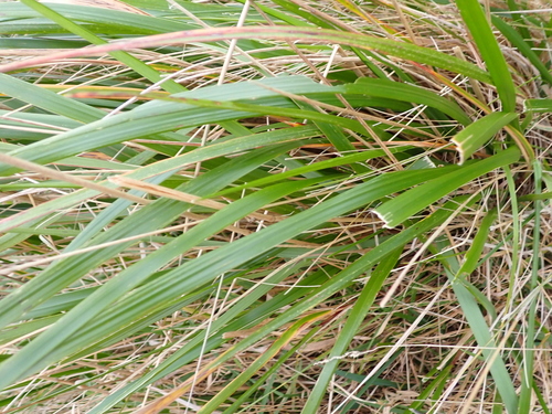 Anthoxanthum redolens, photograph 1