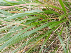 (c) Liadan Dickie, some rights reserved (CC BY) Anthoxanthum redolens, photograph (c) Liadan Dickie, some rights reserved (CC BY)