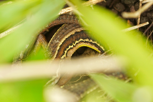 Japanese Grass Lizard