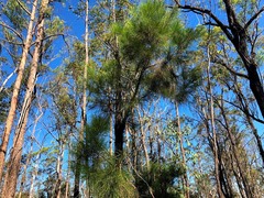 Allocasuarina inophloia