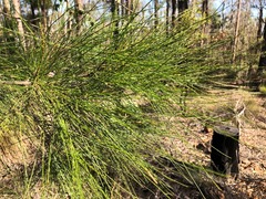 Allocasuarina inophloia