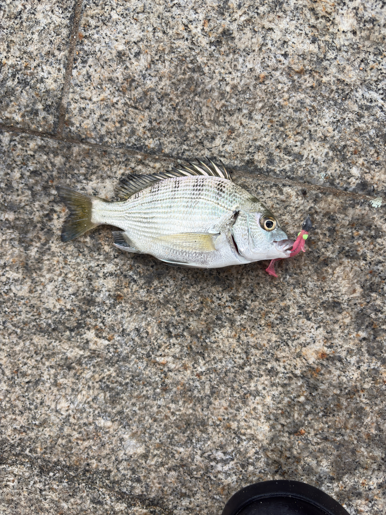 Blackhead Seabream