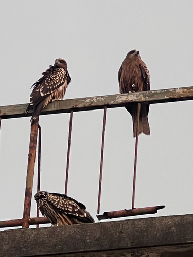 Black Kite