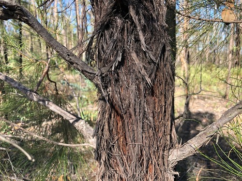 Allocasuarina inophloia (F.Muell. & F.M.Bailey) L.A.S.Johnson