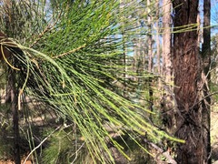 Allocasuarina inophloia