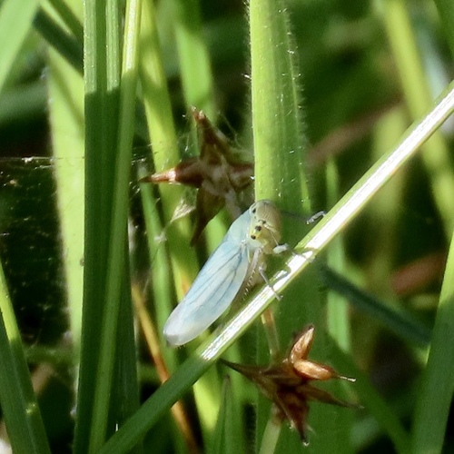 Green Leafhopper
