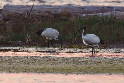 Ibis sacro