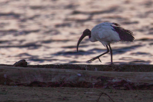 Ibis sacro