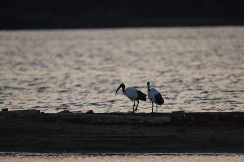 Ibis sacro