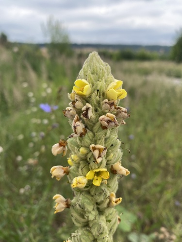 Наблюдение на iNaturalist