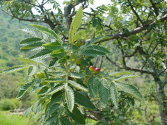 Bursera cuneata