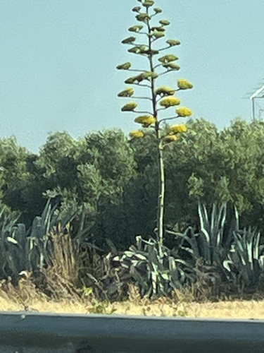 American century plant