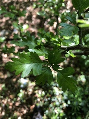 Crataegus monogyna