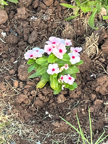 Madagascar Periwinkle