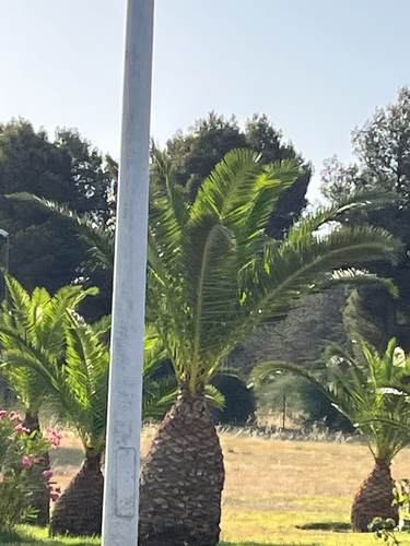 Canary Island palm