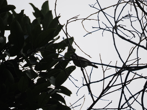 Red-tailed Vanga (Calicalicus madagascariensis), photo 3