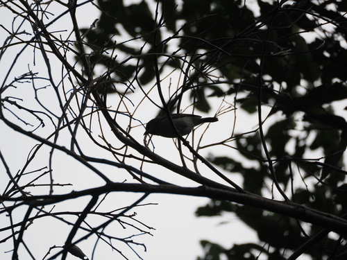 Red-tailed Vanga (Calicalicus madagascariensis), photo 2