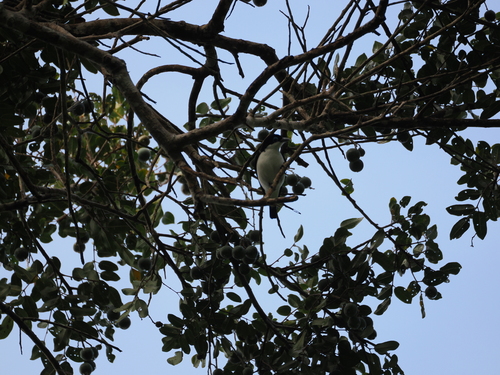 Chabert Vanga (Leptopterus chabert), photo 2