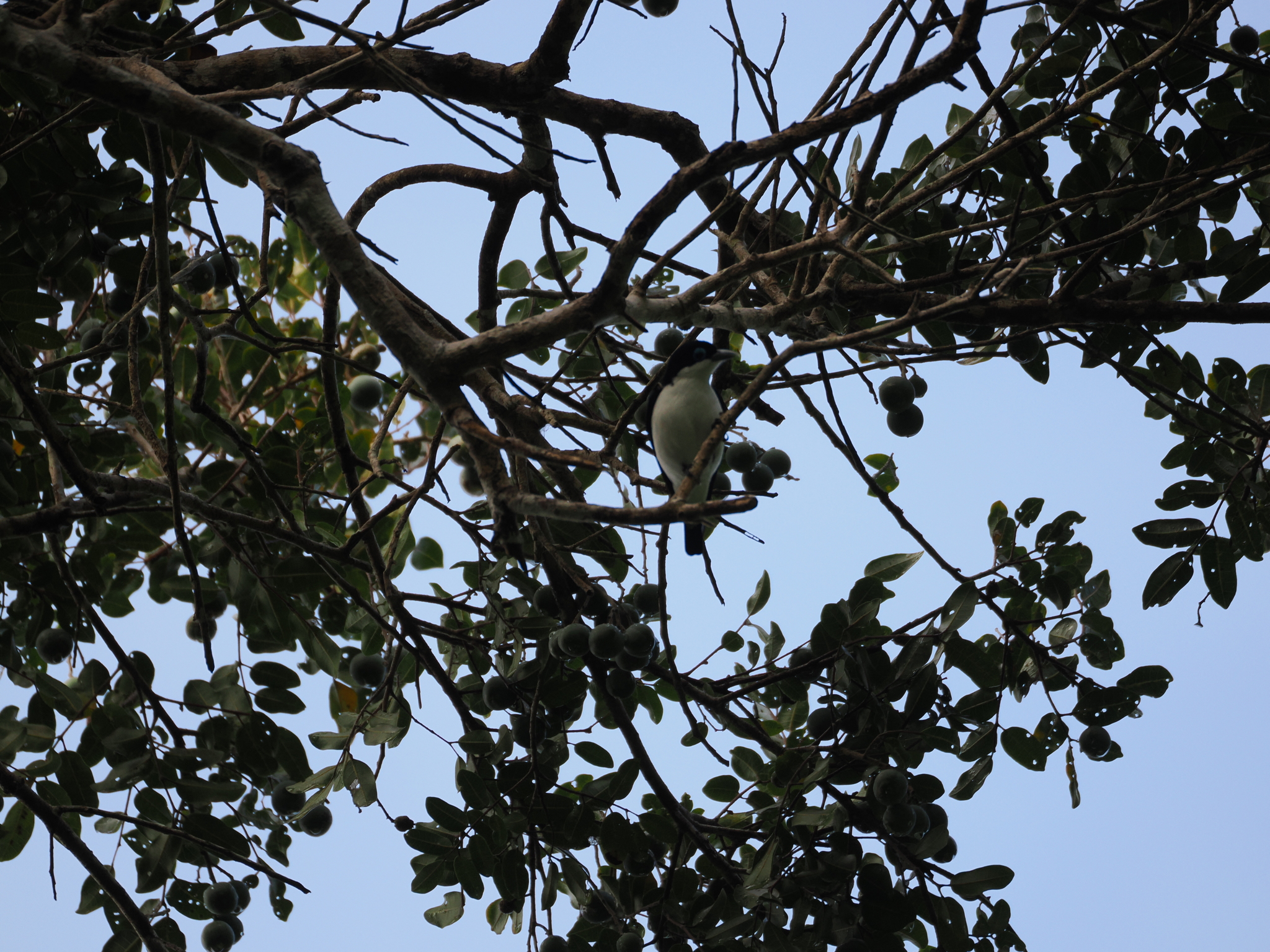 Chabert Vanga (Leptopterus chabert), photo 2