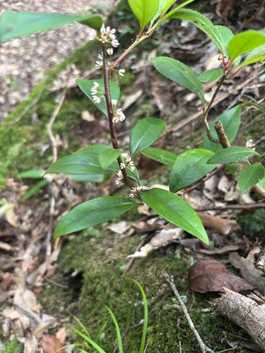 Myrsine stolonifera observed 2026-07-04