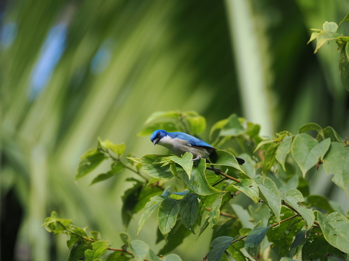 Madagascar Blue Vanga (Cyanolanius madagascarinus)