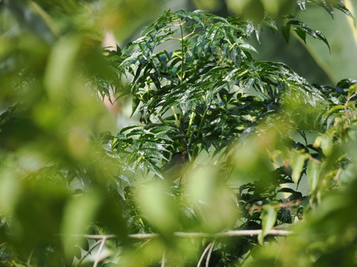 Malagasy Bulbul (Hypsipetes madagascariensis), photo 6