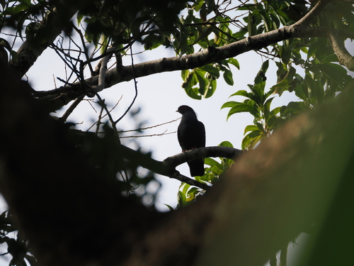 Madagascar Blue Pigeon (Alectroenas madagascariensis), photo 9