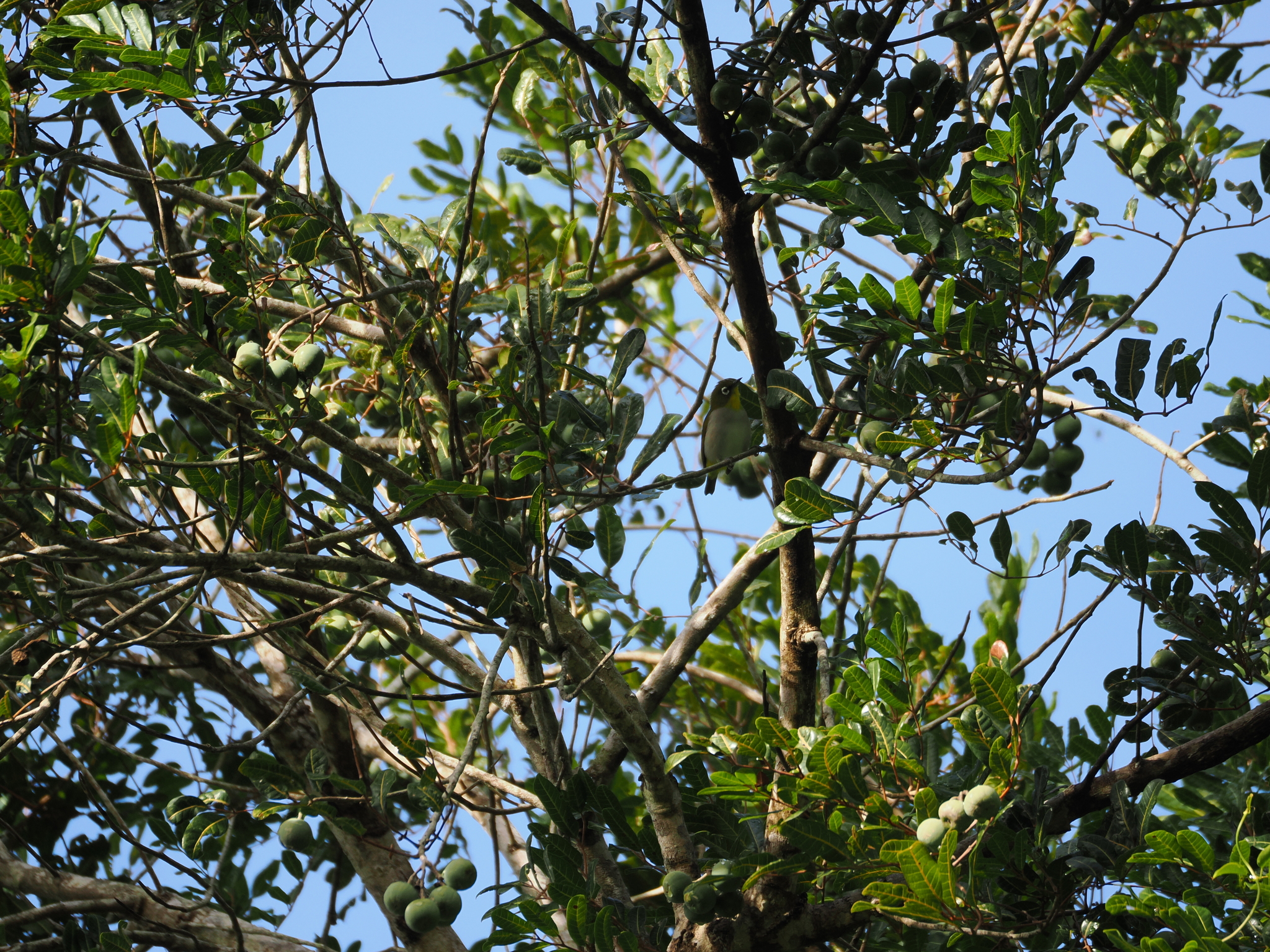 Malagasy White-eye (Zosterops maderaspatanus), photo 2