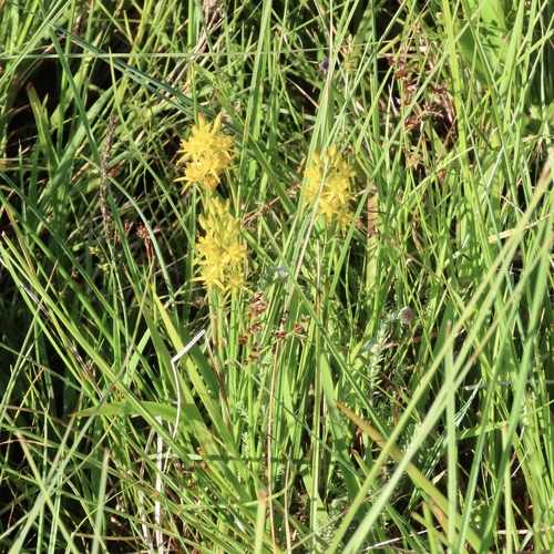 bog asphodel