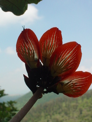 Erythrina breviflora