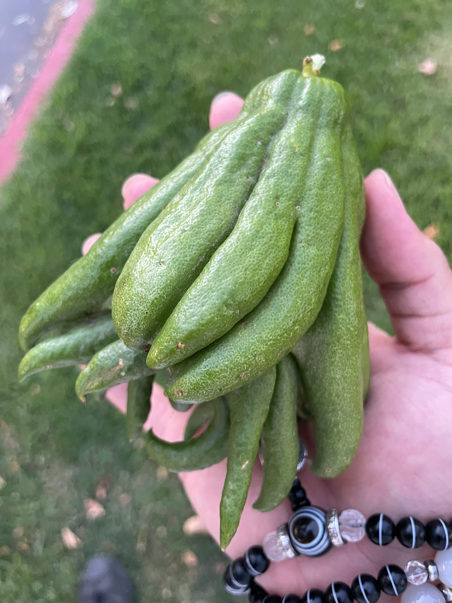 Phật thủ (Citrus medica var. sarcodactylis)