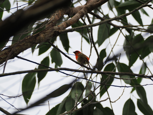 Forest Fody (Foudia omissa), photo 3