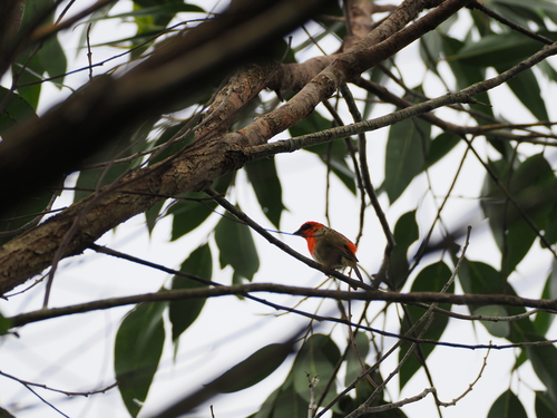 Forest Fody (Foudia omissa), photo 6