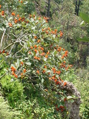 Erythrina breviflora