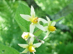 Solanum bulbocastanum