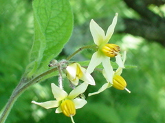 Solanum bulbocastanum