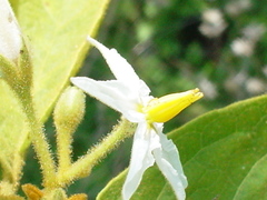 Solanum rudepannum