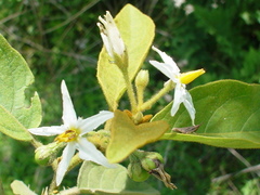 Solanum rudepannum