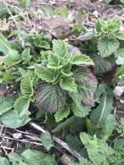 Marrubieae