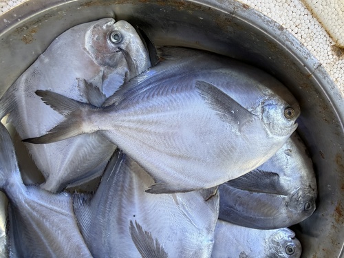Pampus argenteus observed 2026-06-19