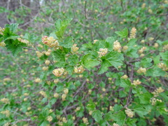Ribes alpinum