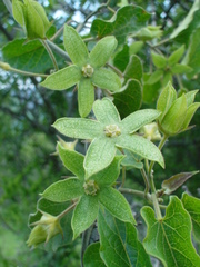 Gonolobus grandiflorus
