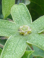 Gonolobus grandiflorus